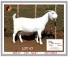 1X SAVANNA STUD OOI/EWE PREGNANT KOENIE KOTZE