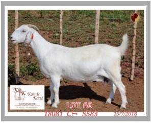 1X SAVANNA STUD OOI/EWE PREGNANT KOENIE KOTZE