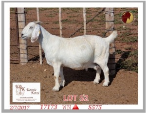 1X SAVANNA STUD OOI/EWE PREGNANT KOENIE KOTZE