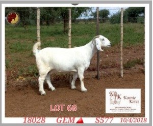 1X SAVANNA STUD OOI/EWE PREGNANT KOENIE KOTZE