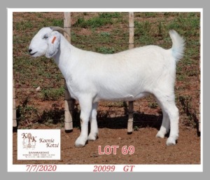 1X SAVANNA STUD OOI/EWE PREGNANT KOENIE KOTZE