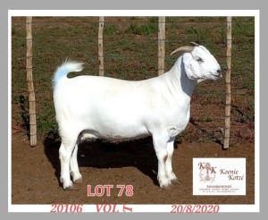 1X SAVANNA FLOCK OOI/EWE KOENIE KOTZE