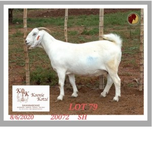 1X SAVANNA STUD OOI/EWE KOENIE KOTZE