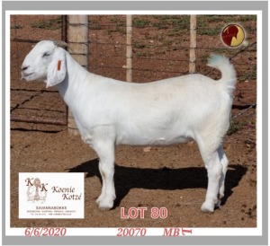 1X SAVANNA STUD OOI/EWE KOENIE KOTZE