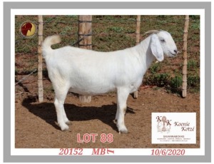 1+2X SAVANNA STUD OOI/EWE KOENIE KOTZE