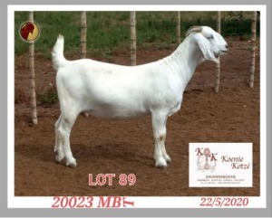 1X SAVANNA STUD OOI/EWE PREGNANT KOENIE KOTZE