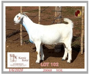 1X SAVANNA STUD OOI/EWE PREGNANT KOENIE KOTZE