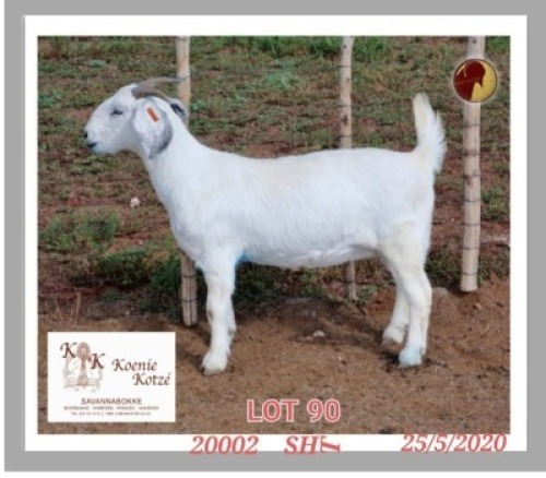 1X SAVANNA STUD OOI/EWE KOENIE KOTZE