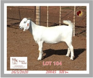 2X SAVANNA STUD OOI/EWE NOT/PREGNANT KOENIE KOTZE