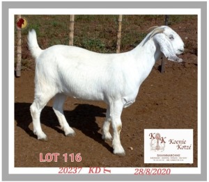 1X SAVANNA STUD OOI/EWE PREGNANT KOENIE KOTZE