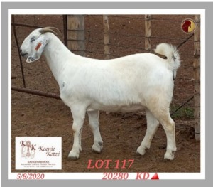 1X SAVANNA STUD OOI/EWE PREGNANT KOENIE KOTZE