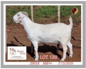 1X SAVANNA STUD OOI/EWE PREGNANT KOENIE KOTZE