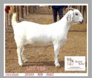 1X SAVANNA STUD OOI/EWE KOENIE KOTZE