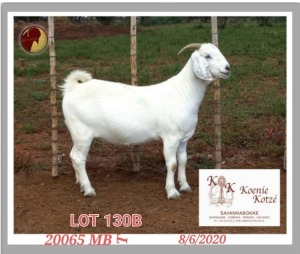 1X SAVANNA STUD OOI/EWE PREGNANT KOENIE KOTZE