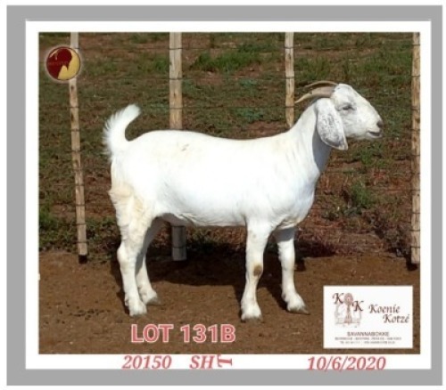 1X SAVANNA STUD OOI/EWE PREGNANT KOENIE KOTZE