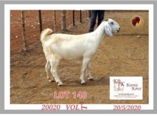 1+1X SAVANNA STUD OOI/EWE KOENIE KOTZE