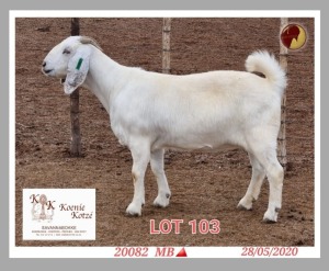 1X SAVANNA STUD OOI/EWE PREGNANT KOENIE KOTZE