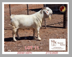 1X SAVANNA STUD RAM KOENIE KOTZE