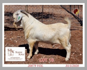 1X SAVANNA STUD RAM KOENIE KOTZE