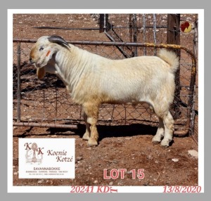 1X SAVANNA STUD RAM KOENIE KOTZE