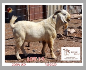 1X SAVANNA STUD RAM KOENIE KOTZE