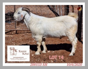 1X SAVANNA STUD RAM KOENIE KOTZE