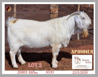 ONTTREK - 1X SAVANNA STUD RAM KOENIE KOTZE