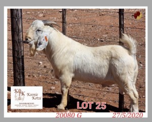 1X SAVANNA STUD RAM KOENIE KOTZE