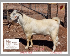 1X SAVANNA FLOCK RAM KOENIE KOTZE