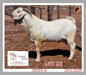 1X SAVANNA FLOCK RAM KOENIE KOTZE