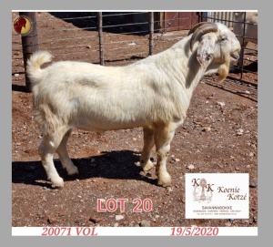 1X SAVANNA STUD RAM KOENIE KOTZE