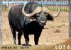 1X BUFFEL BUL/BUFFALO BULL 42"