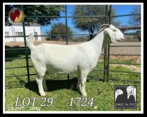 1X SAVANNA STUD OOI/EWE PREGNANT Danie du Toit