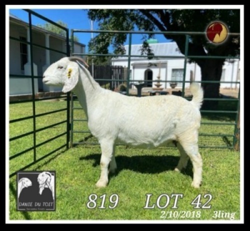 1X SAVANNA FLOCK OOI/EWE PREGNANT Danie du Toit