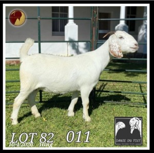 1X SAVANNA FLOCK OOI/EWE Danie du Toit