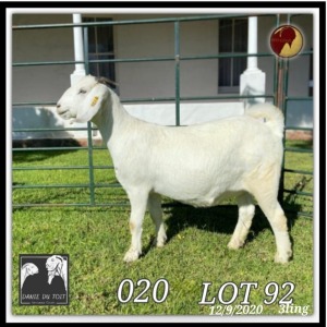 ONTTREK - 1X SAVANNA OOI/EWE DANIE DU TOIT