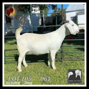 1X SAVANNA STUD OOI/EWE PREGNANT Danie du Toit