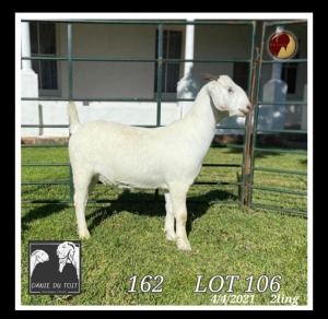 1X SAVANNA POTENTIAL STUD OOI/EWE PREGNANT Danie du Toit