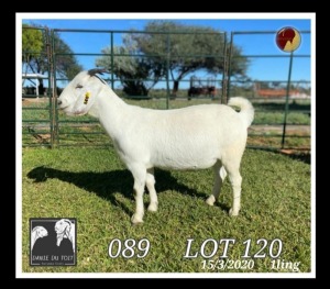 1X SAVANNA FLOCK OOI/EWE PREGNANT Danie du Toit