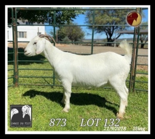 1X SAVANNA STUD OOI/EWE PREGNANT Danie du Toit