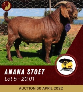 1X KALAHARI RED STUD RAM ANANA KALAHARI REDS