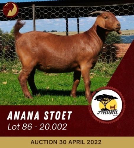 ONTTREK - 1X KALAHARI RED FLOCK OOI/EWE ANANA KALAHARI REDS