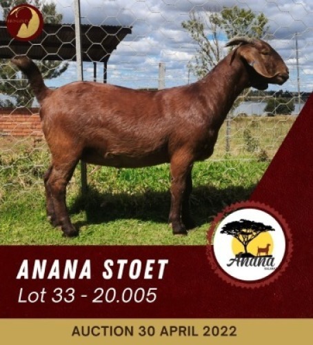 1X KALAHARI RED STUD OOI/EWE PREGNANT ANANA KALAHARI REDS