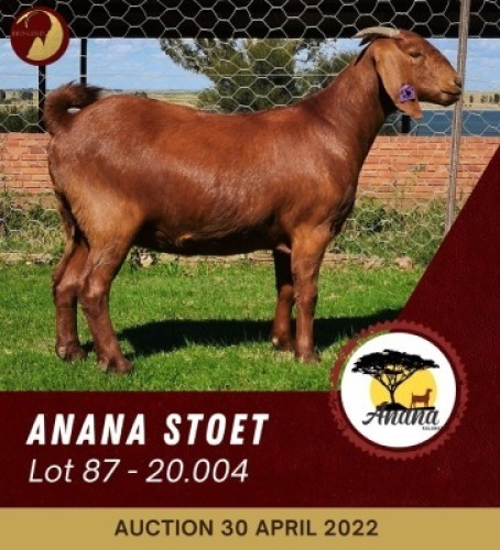 1X KALAHARI RED STUD OOI/EWE PREGNANT ANANA KALAHARI REDS
