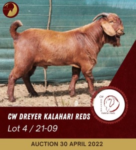 1X KALAHARI RED FLOCK COLOUR RAM CW DREYER KALAHARI REDS