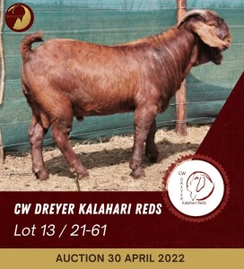 1X KALAHARI RED POTENTIAL STUD RAM CW DREYER KALAHARI REDS