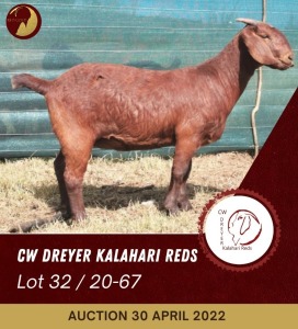 1X KALAHARI RED STUD OOI/EWE PREGNANT CW DREYER KALAHARI REDS