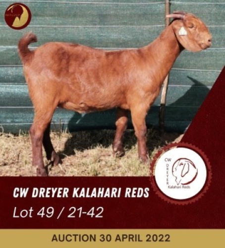 1X KALAHARI RED FLOCK- WEAN OOI/EWE CW DREYER KALAHARI REDS