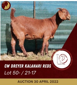 1X KALAHARI RED POTENTIAL STUD OOI/EWE PREGNANT CW DREYER KALAHARI REDS