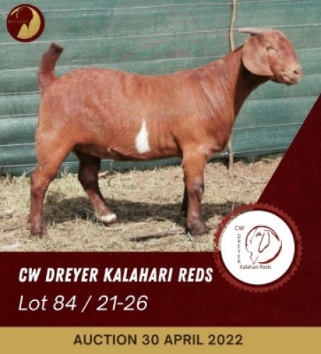 1X KALAHARI RED FLOCK COLOUR OOI/EWE CW DREYER KALAHARI REDS